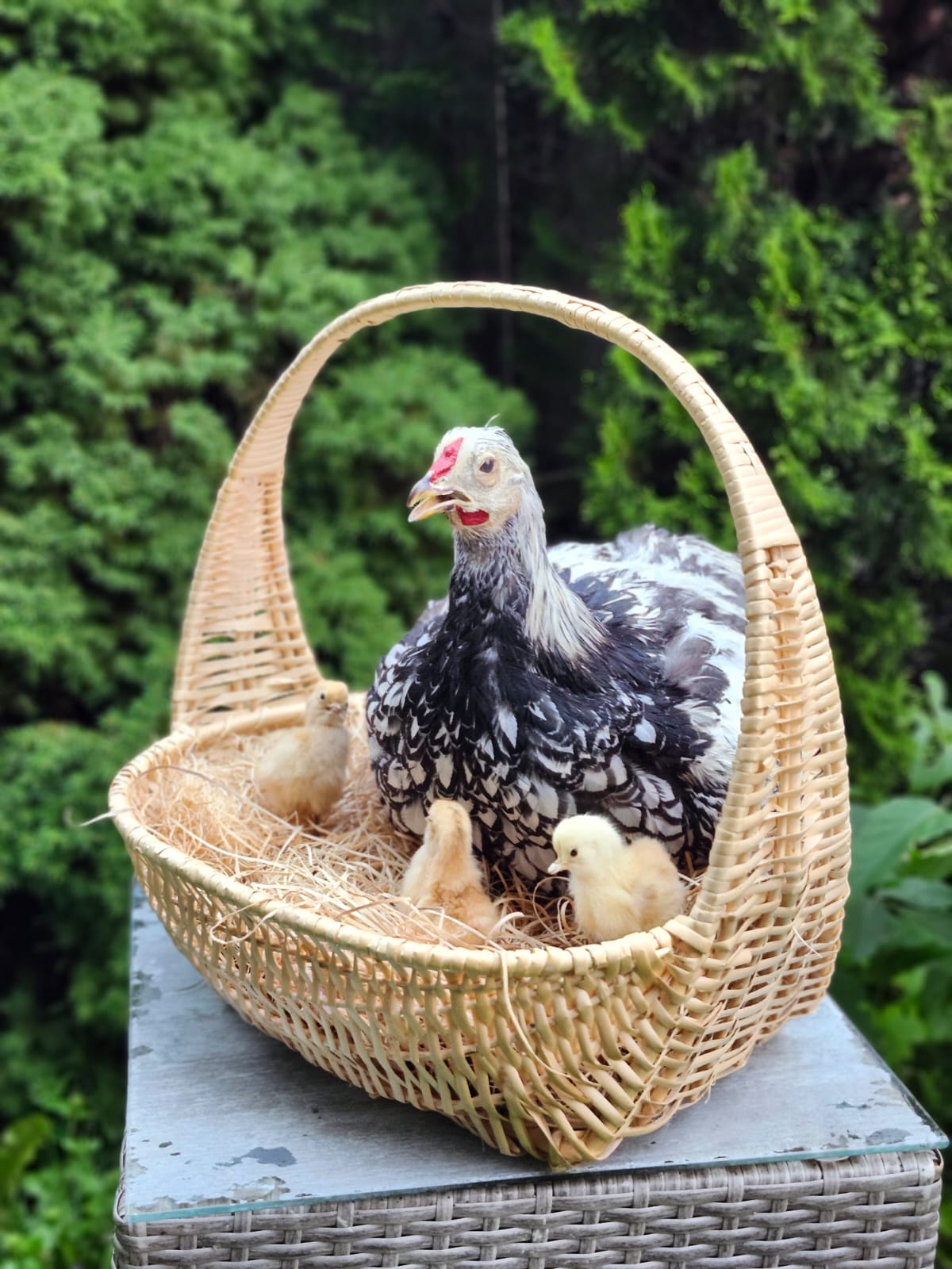 Chicken, rooster, hen taxidermy sitting in a basket with her three chicks