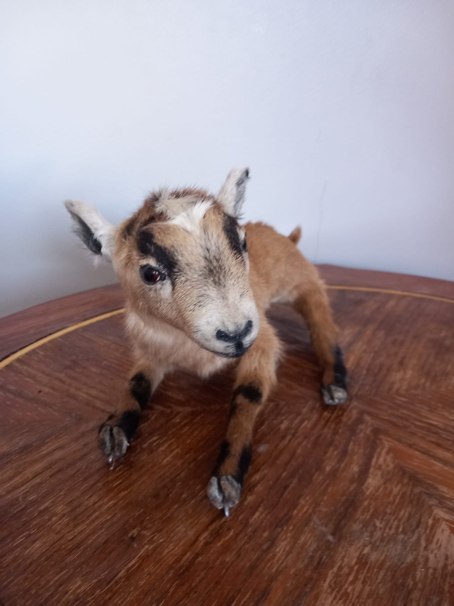 Fully Posable soft mount baby goat taxidermy