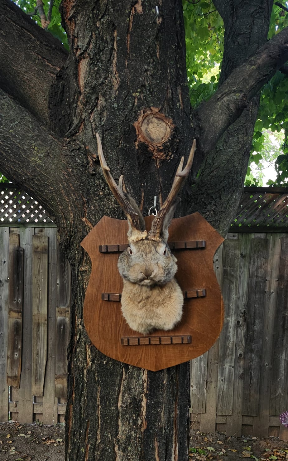 Shoulder mount brown jackalope taxidermy