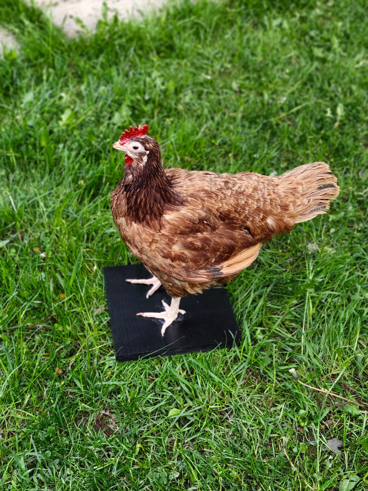 Standing rooster taxidermy, chicken taxidermy