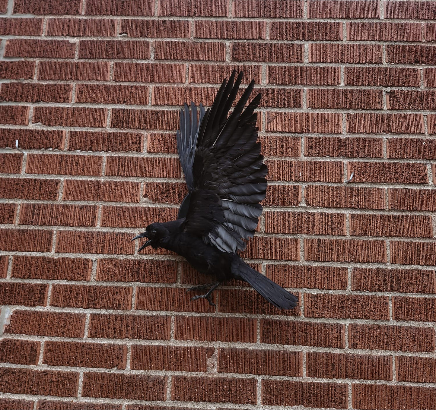 Flying wall mounted carrion crow taxidermy