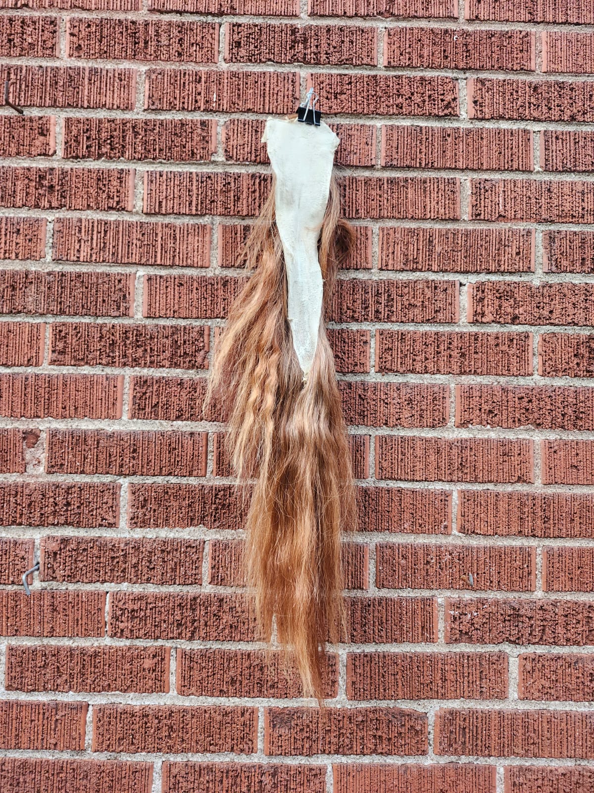 Pony horse tail taxidermy