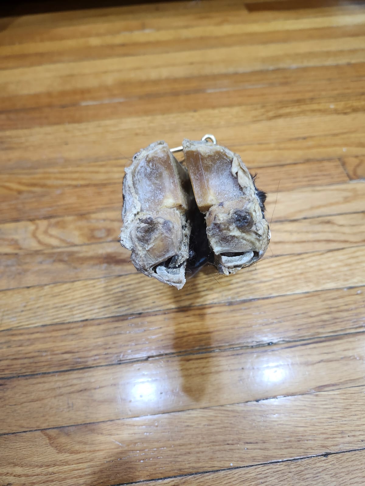 Black educational horse hoof taxidermy