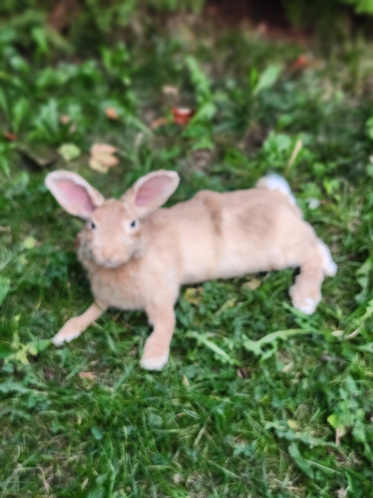 Fully posable soft mount brown orang rabbit taxidermy