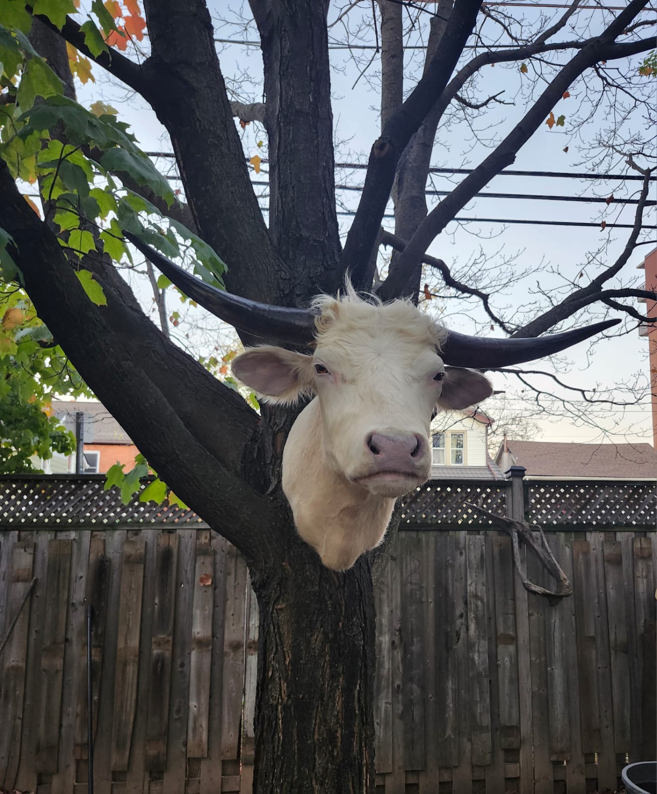 White shoulder mount cow taxidermy with long horns
