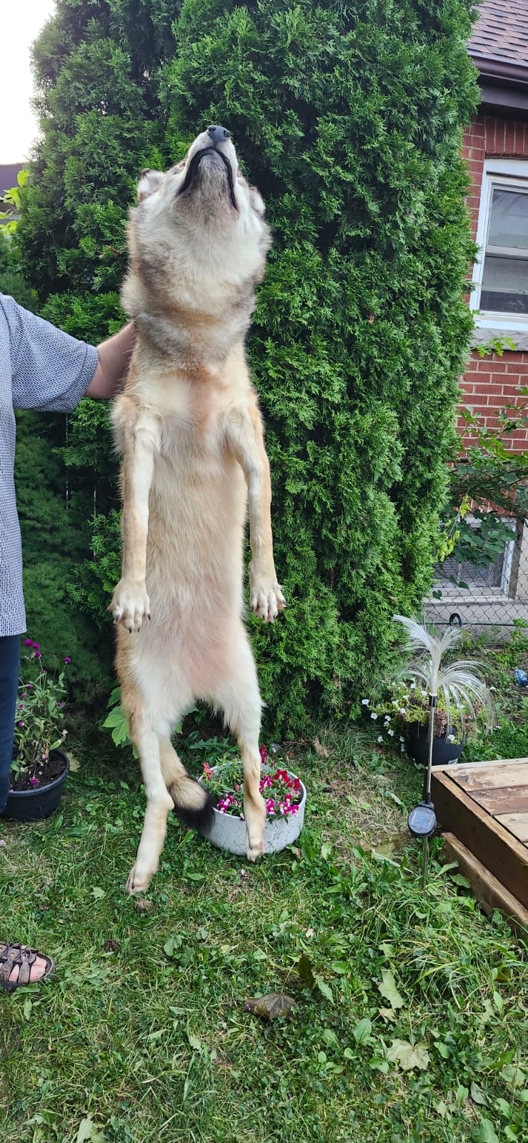 Floppy soft mount wolf taxidermy