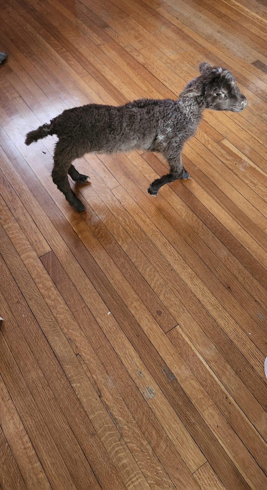 Fully posable soft mount baby lamb / goat / sheep taxidermy