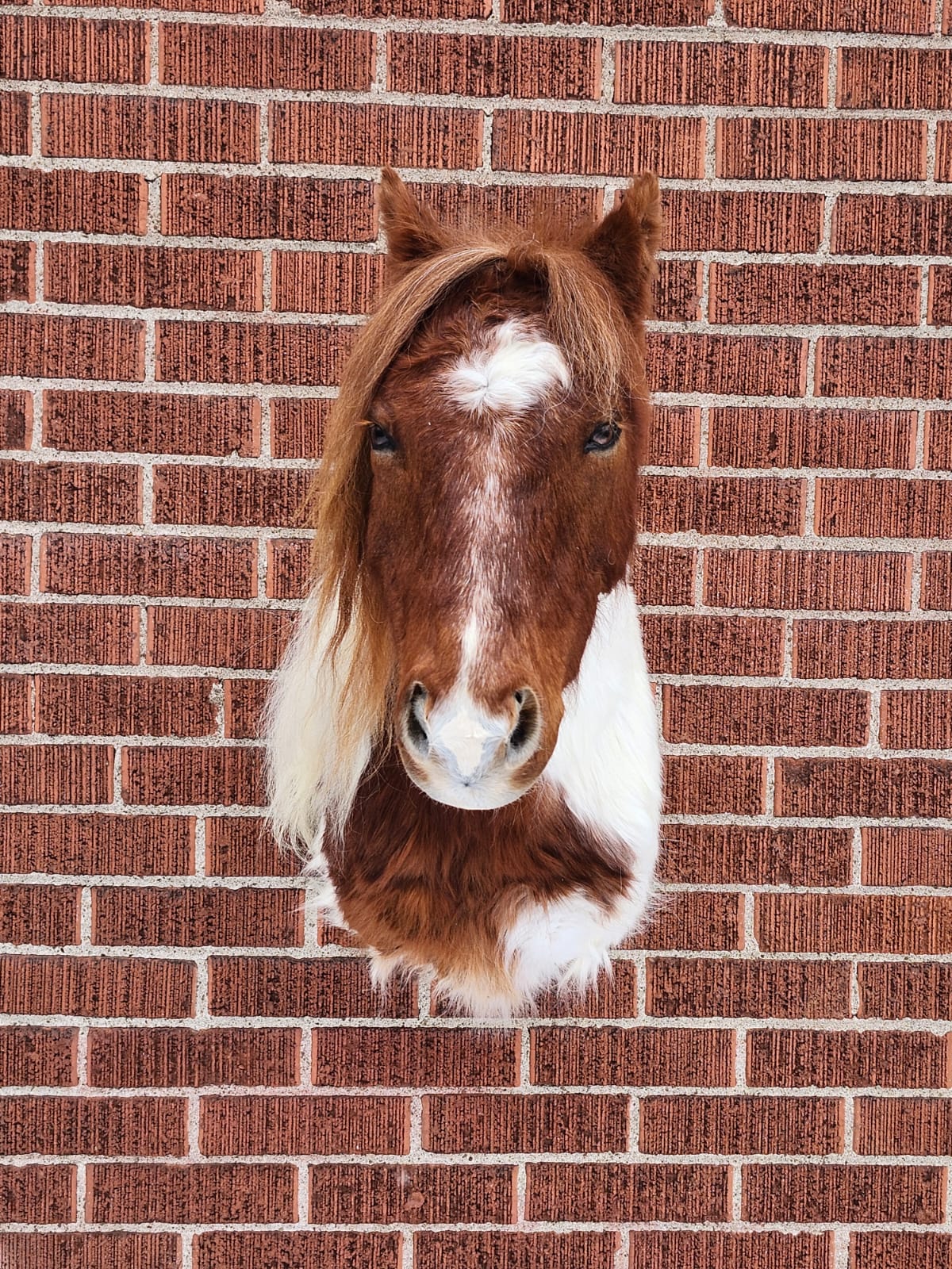 Shoulder mount brown and white horse taxidermy
