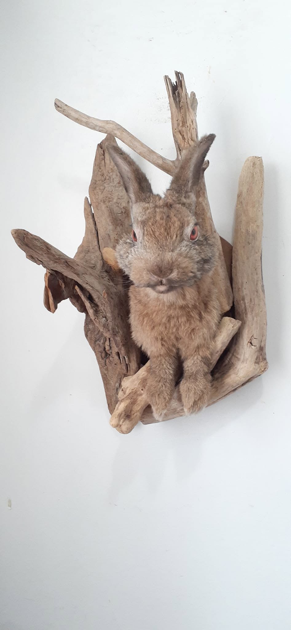 Shoulder mount rabbit / bunny / jackalope taxidermy