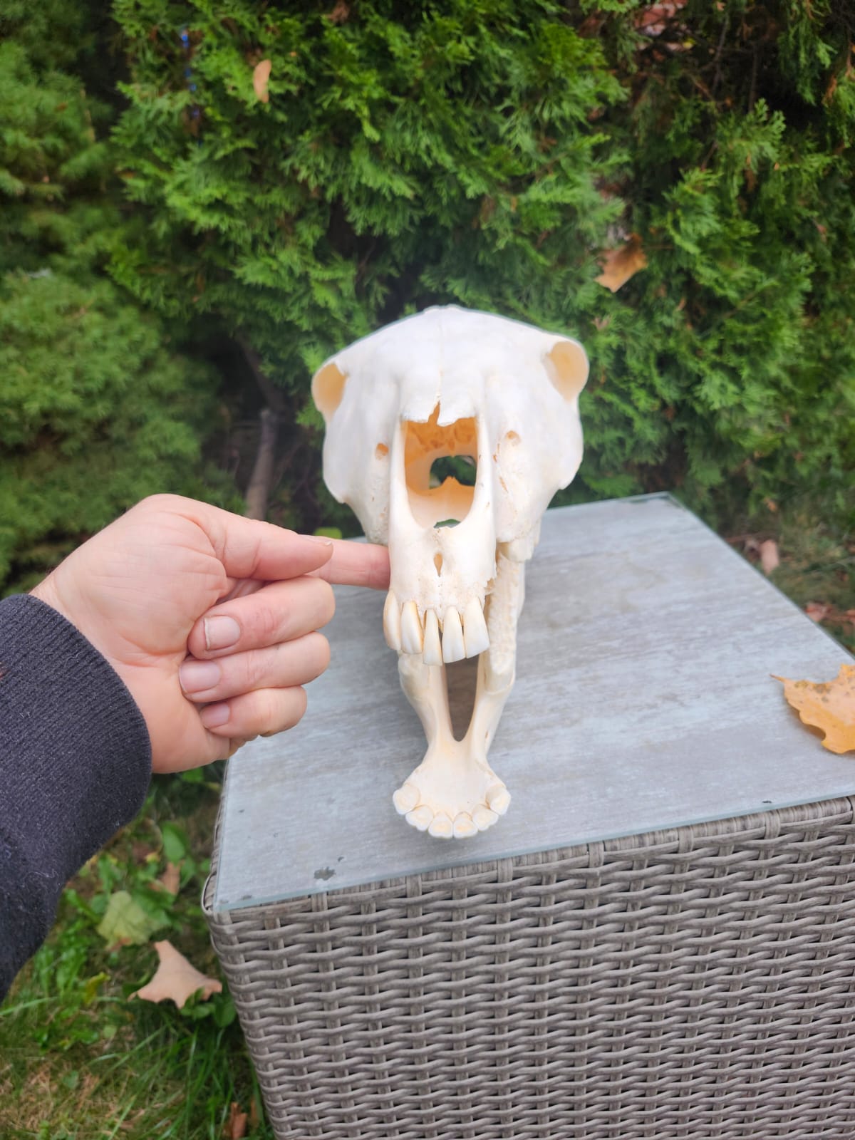 Donkey skull taxidermy