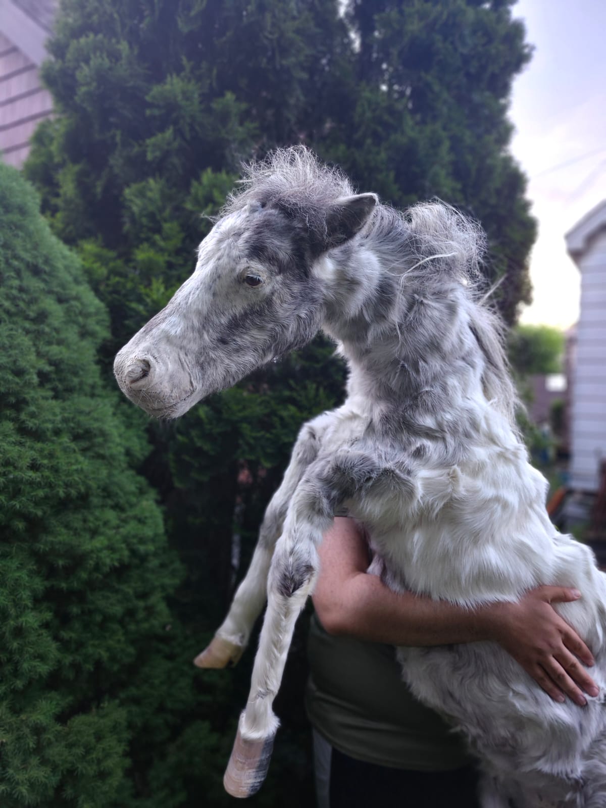 Soft mount white and silver horse taxidermy