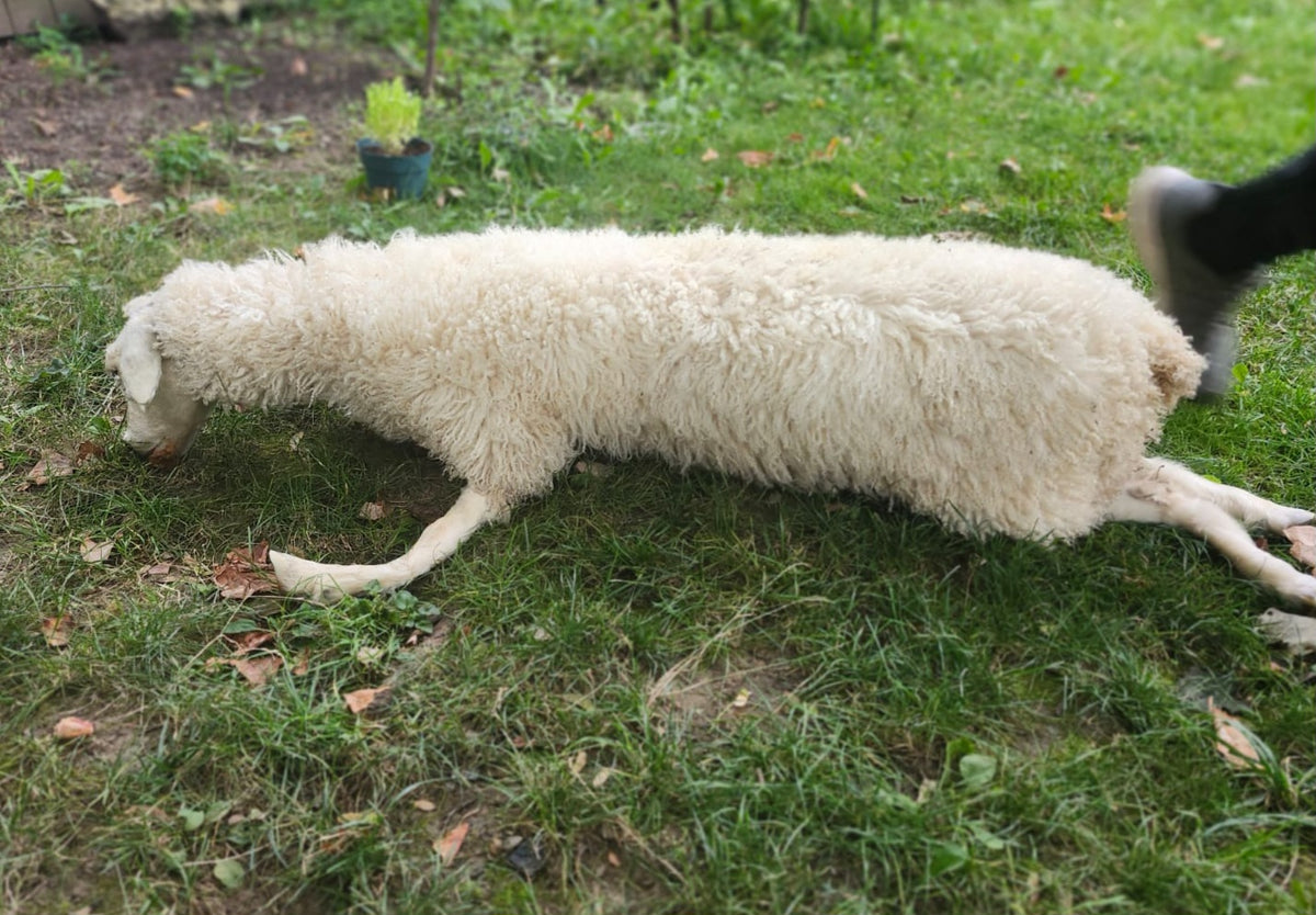 Soft mount white sheep taxidermy