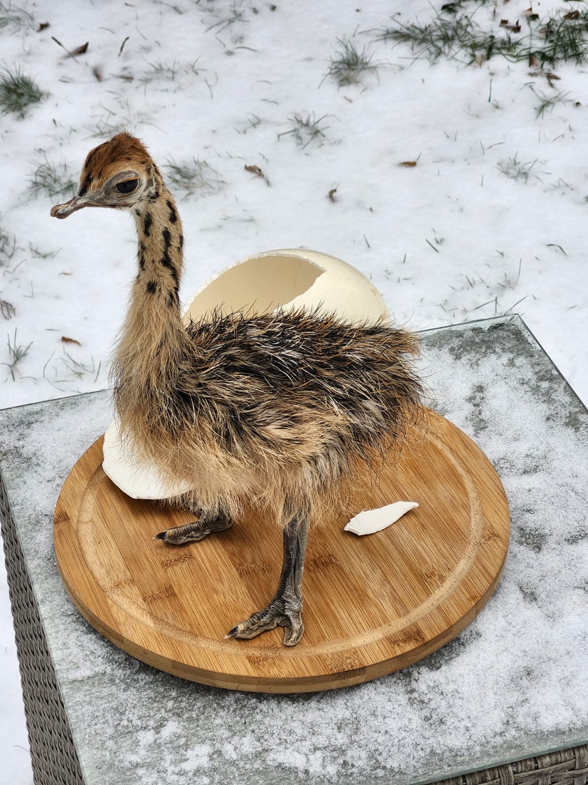 Baby ostrich taxidermy