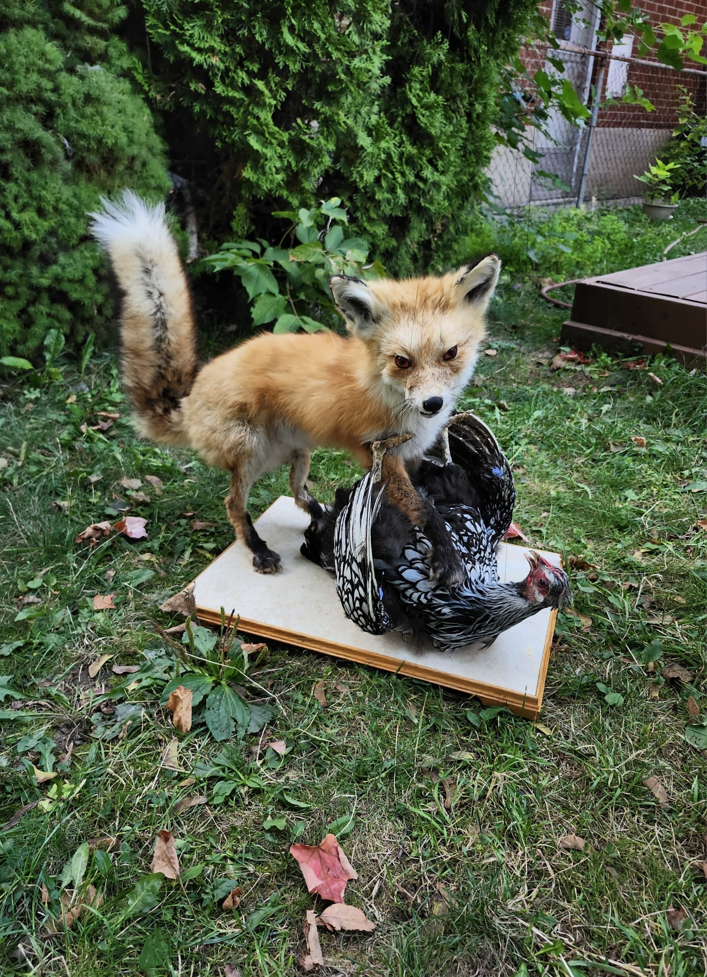 Fox taxidermy and a chicken with movable head and wings
