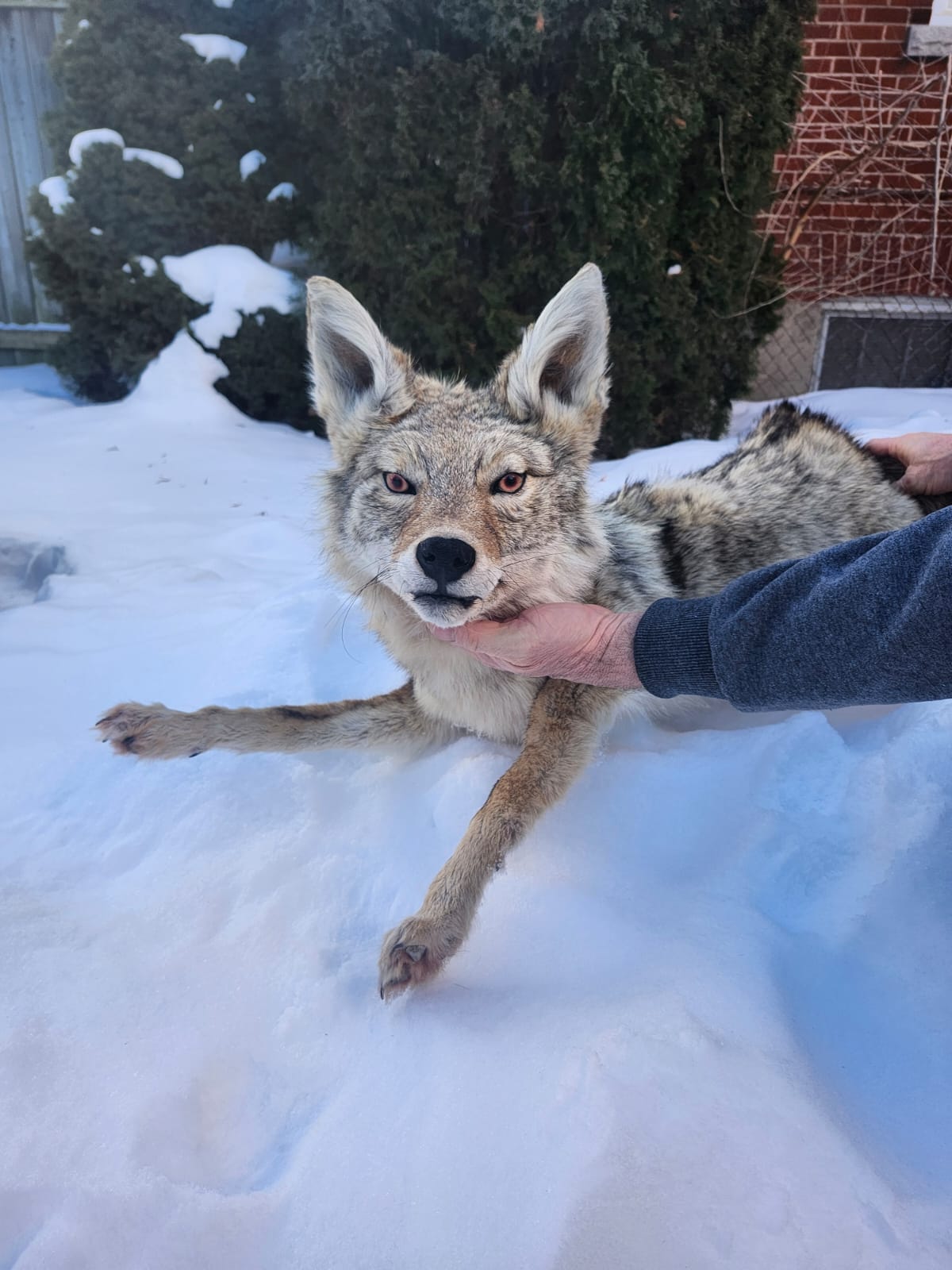 Pose-able soft mount coyote taxidermy
