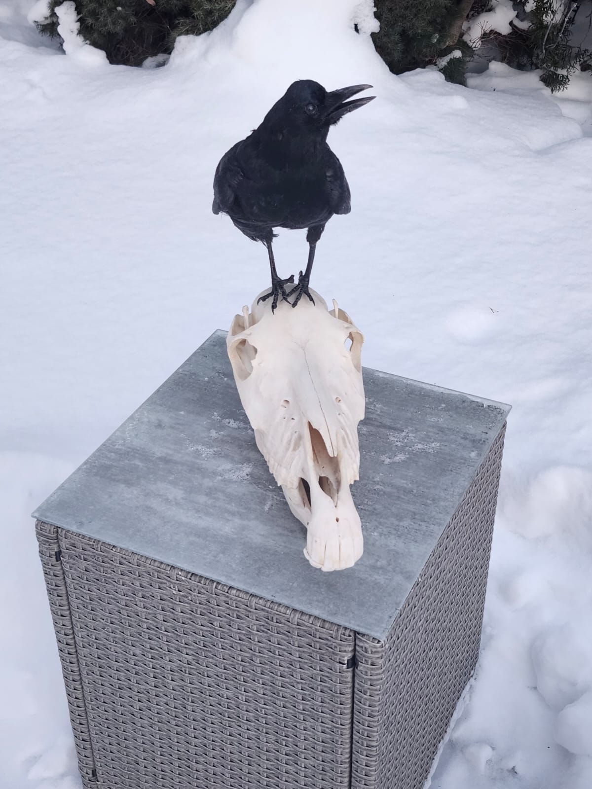 Carrion Crow taxidermy standing on a donkey skull