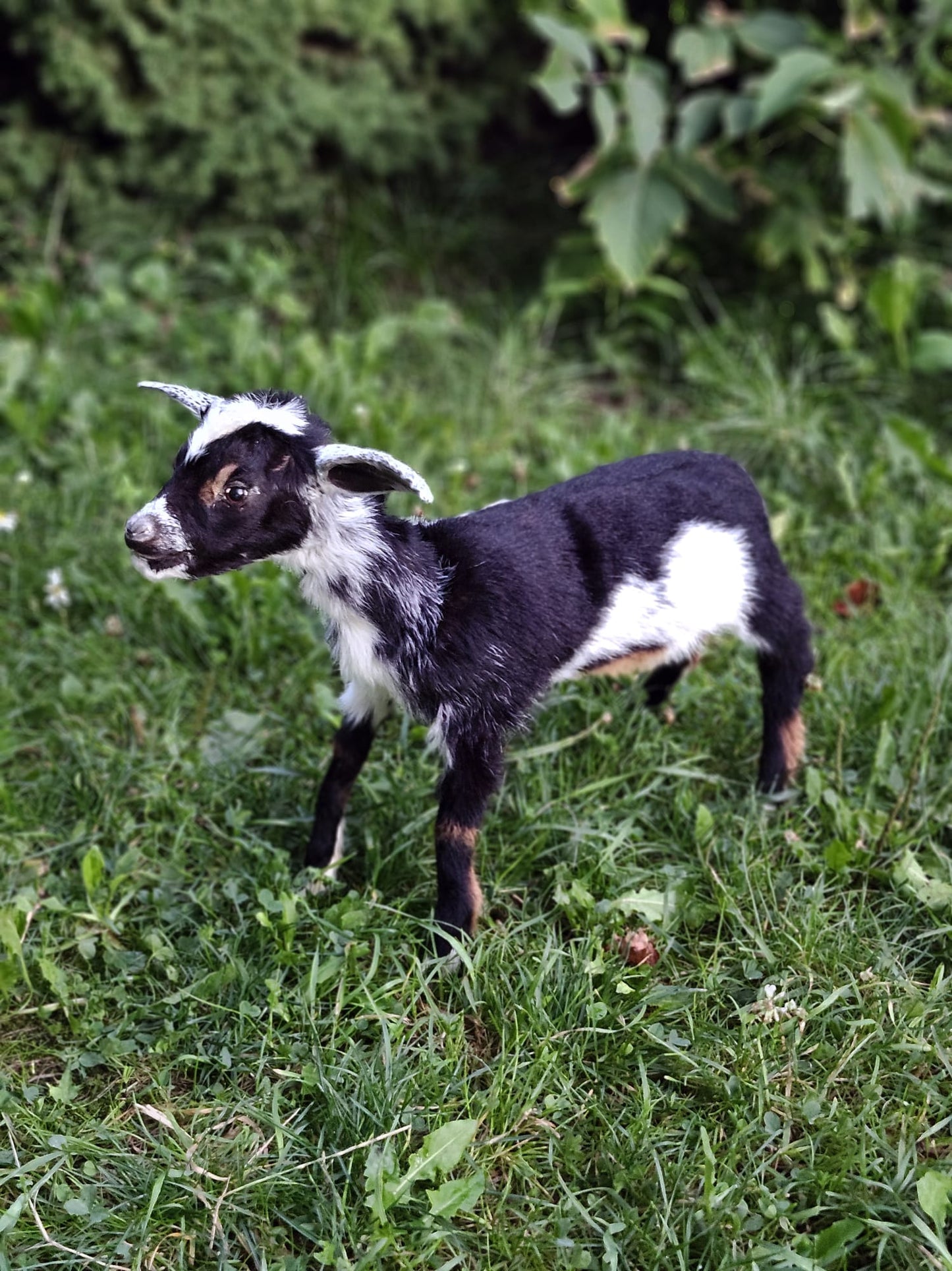 Fully posable soft mount baby goat taxidermy
