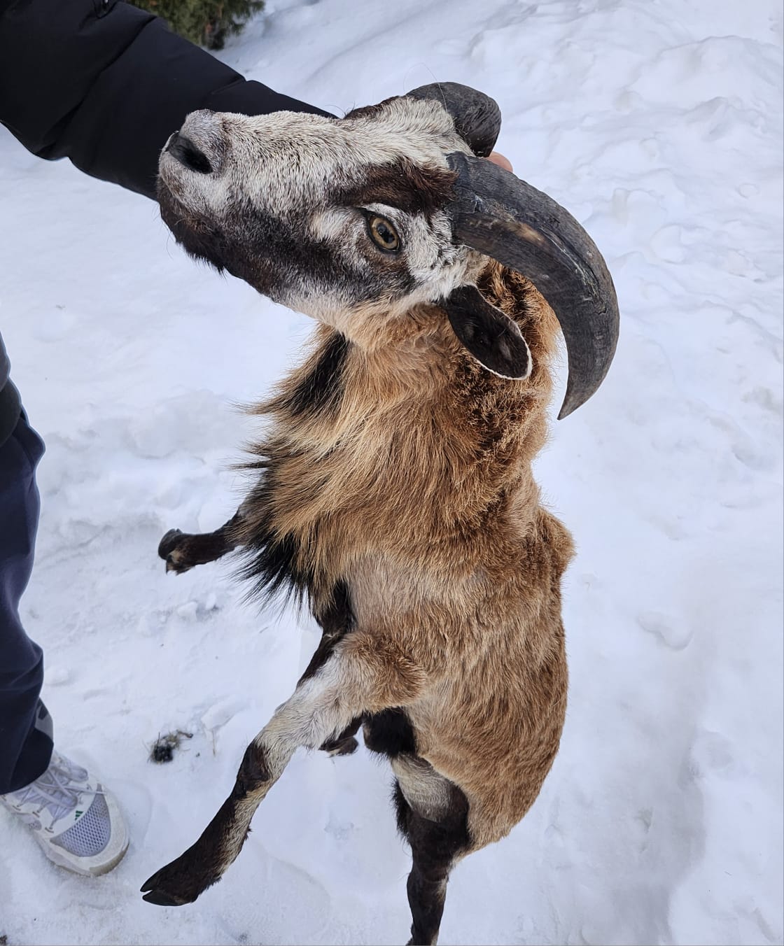 Soft mount blackbelly sheep taxidermy