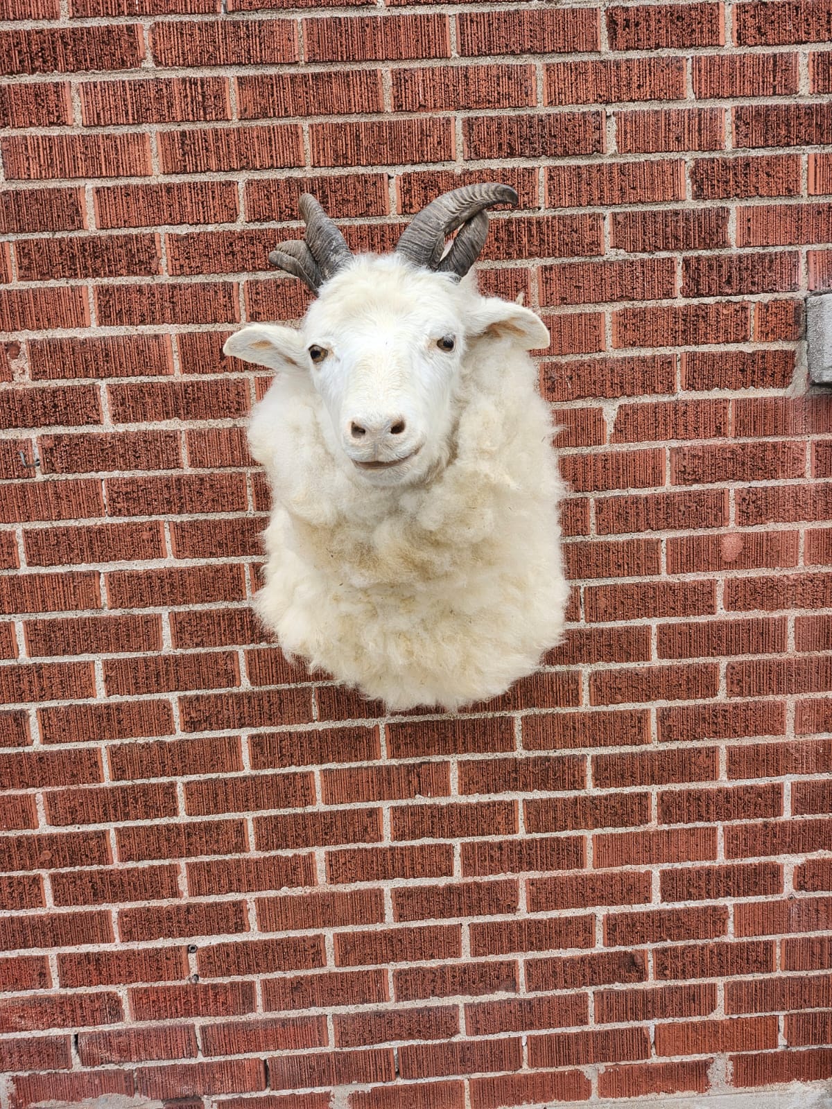 Shoulder mount four horned jacob sheep taxidermy