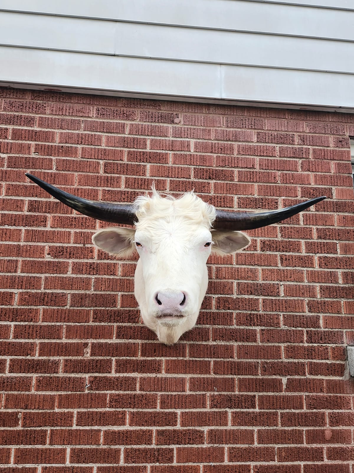 White shoulder mount cow taxidermy with long horns