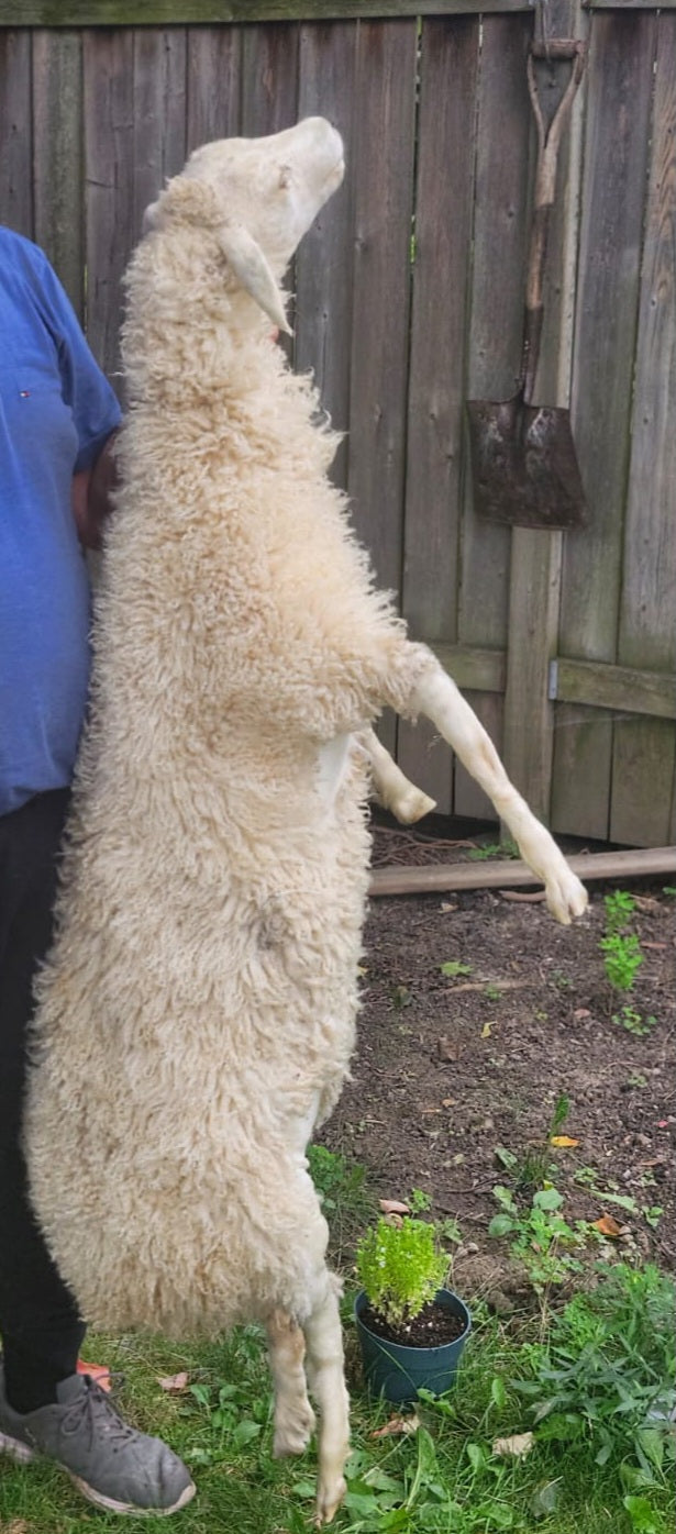 Soft mount white sheep taxidermy