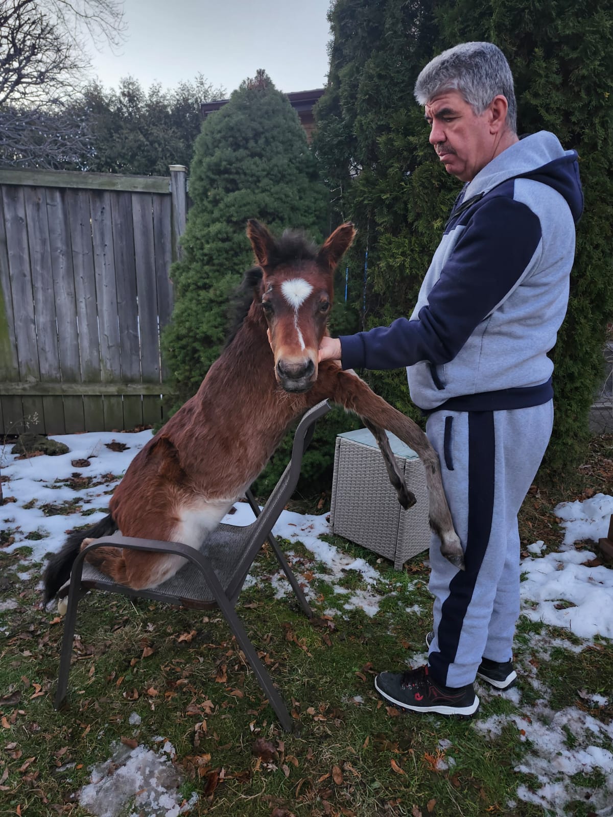 Soft mount brown horse taxidermy, pony taxidermy