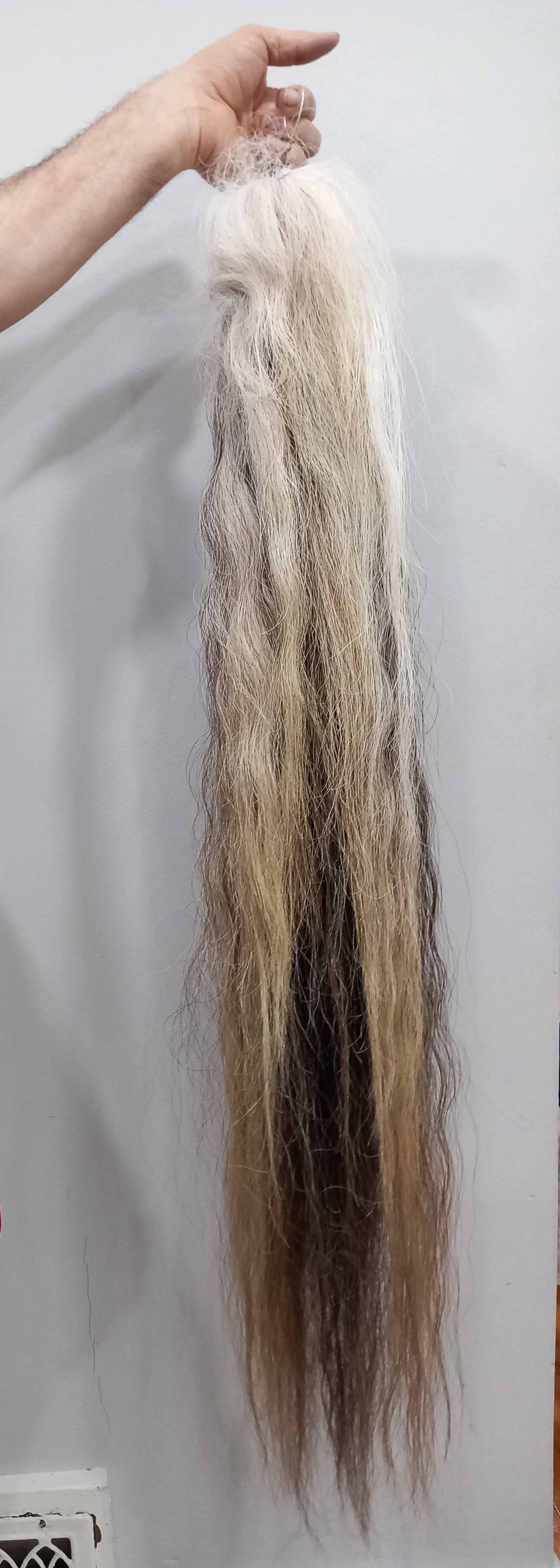 Horse tail taxidermy