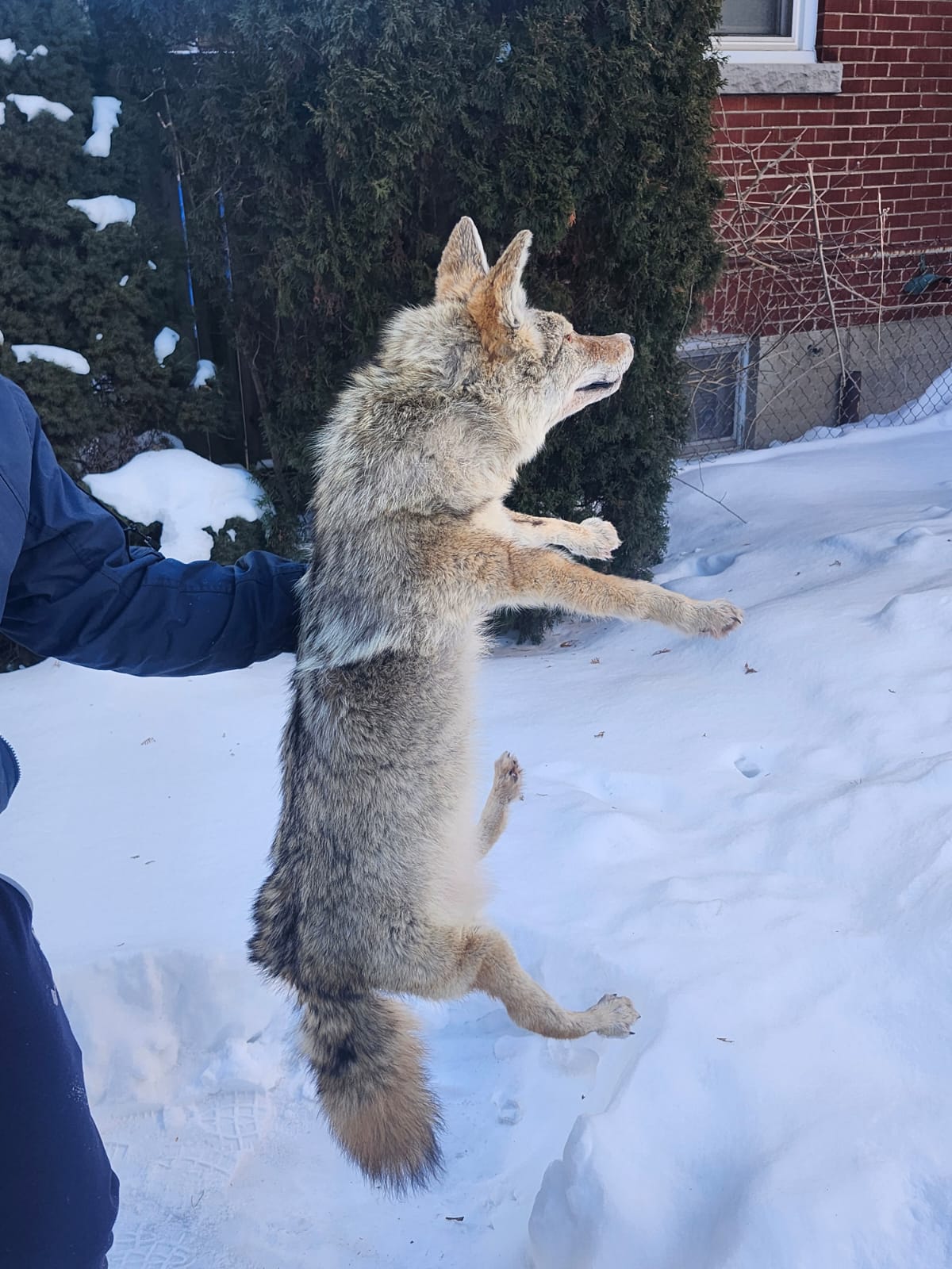 Pose-able soft mount coyote taxidermy