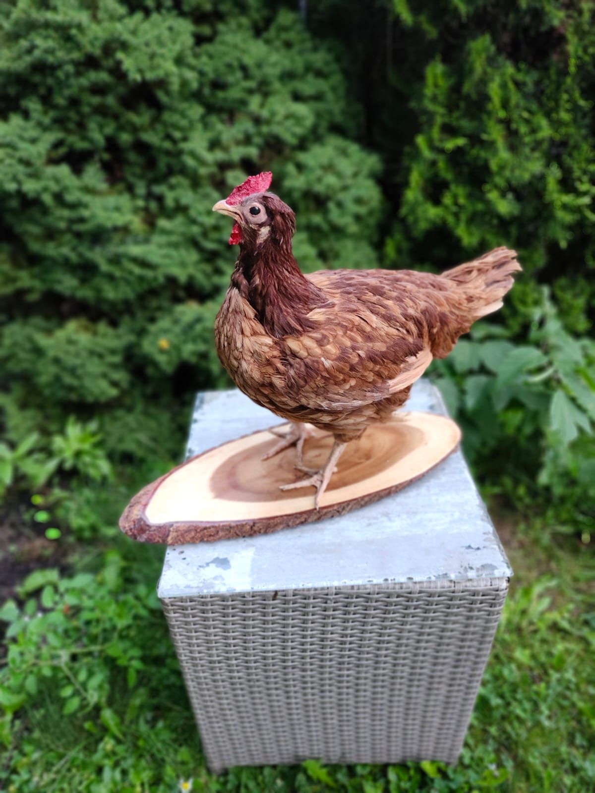 Chicken, rooster, hen taxidermy