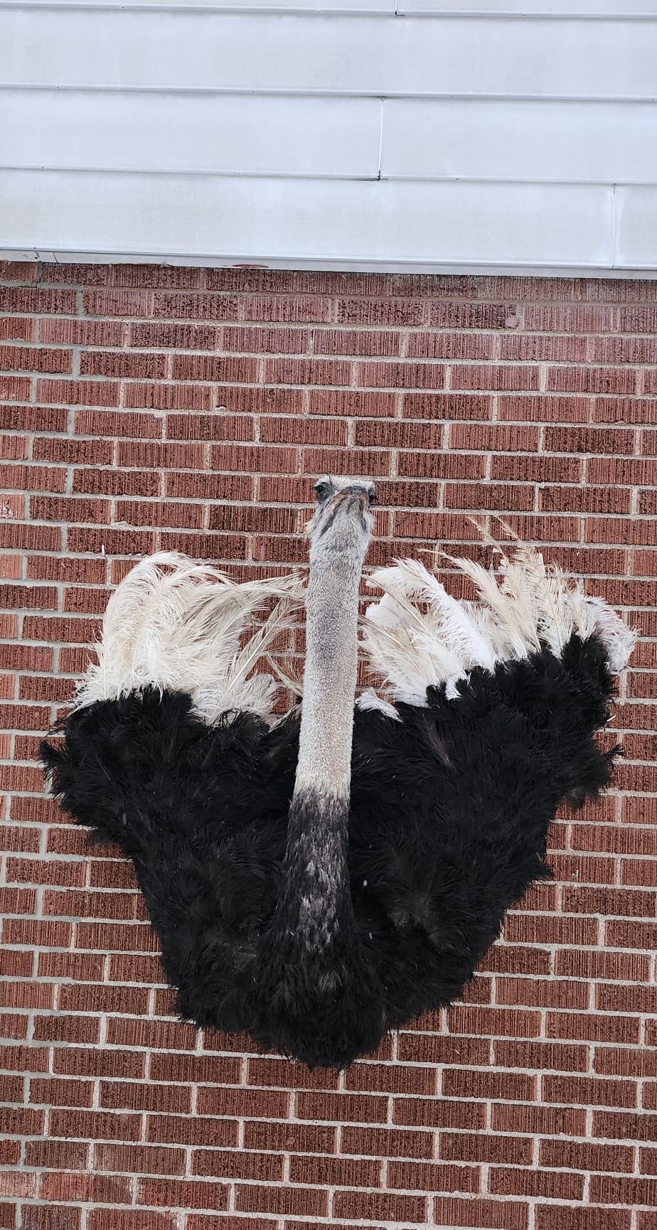 Wall mounted ostrich taxidermy