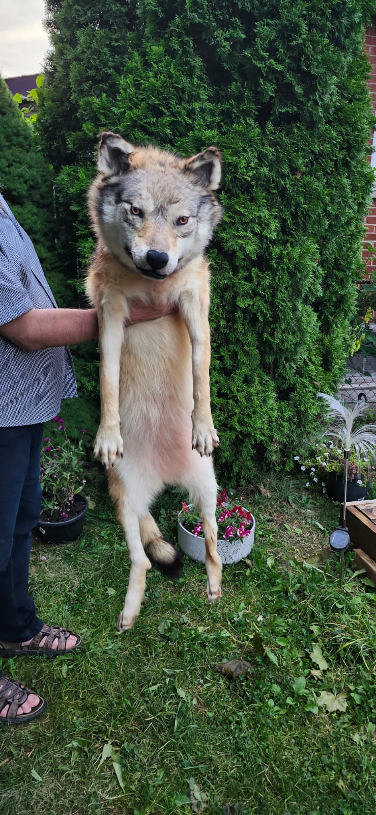 Floppy soft mount wolf taxidermy