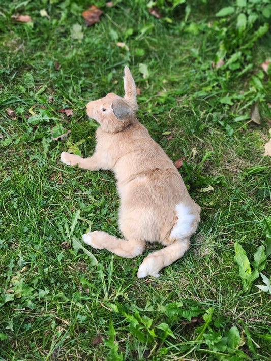 Fully posable soft mount brown orang rabbit taxidermy