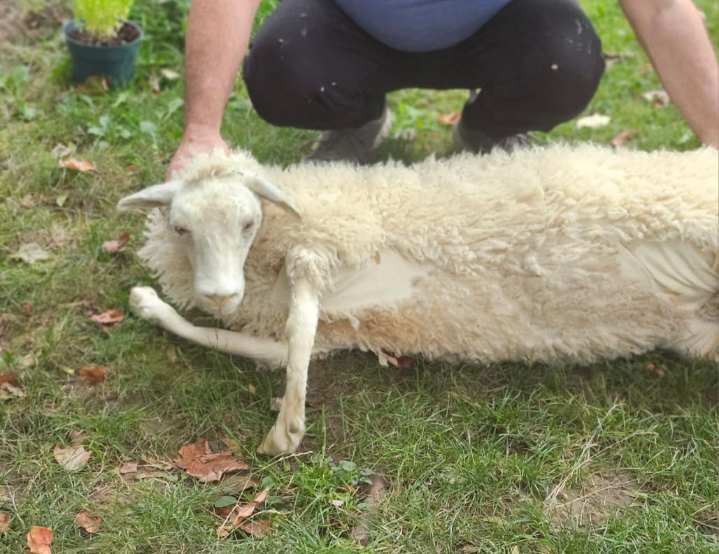 Soft mount white sheep taxidermy