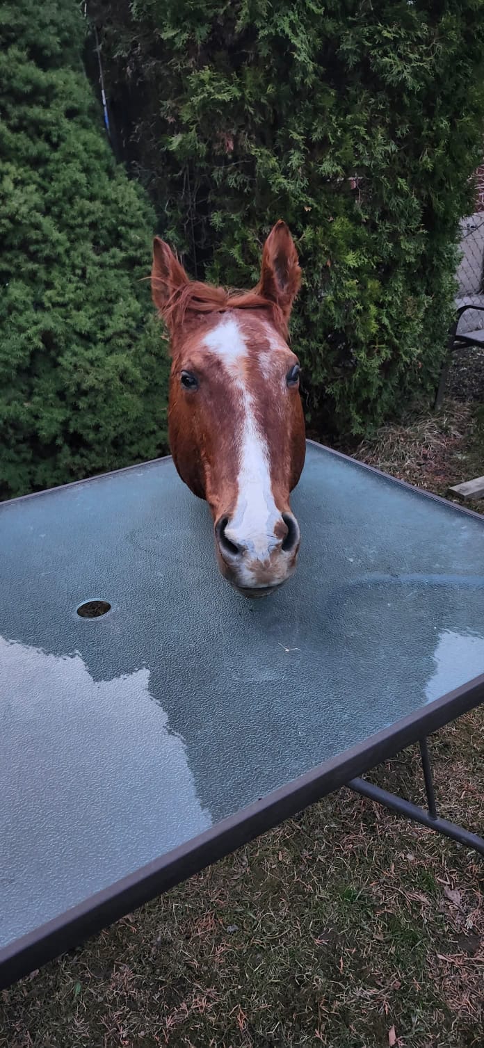 Horse head taxidermy