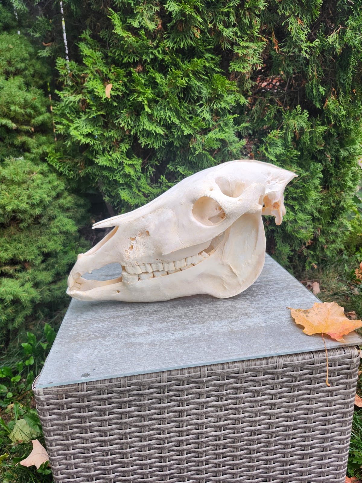 Donkey skull taxidermy