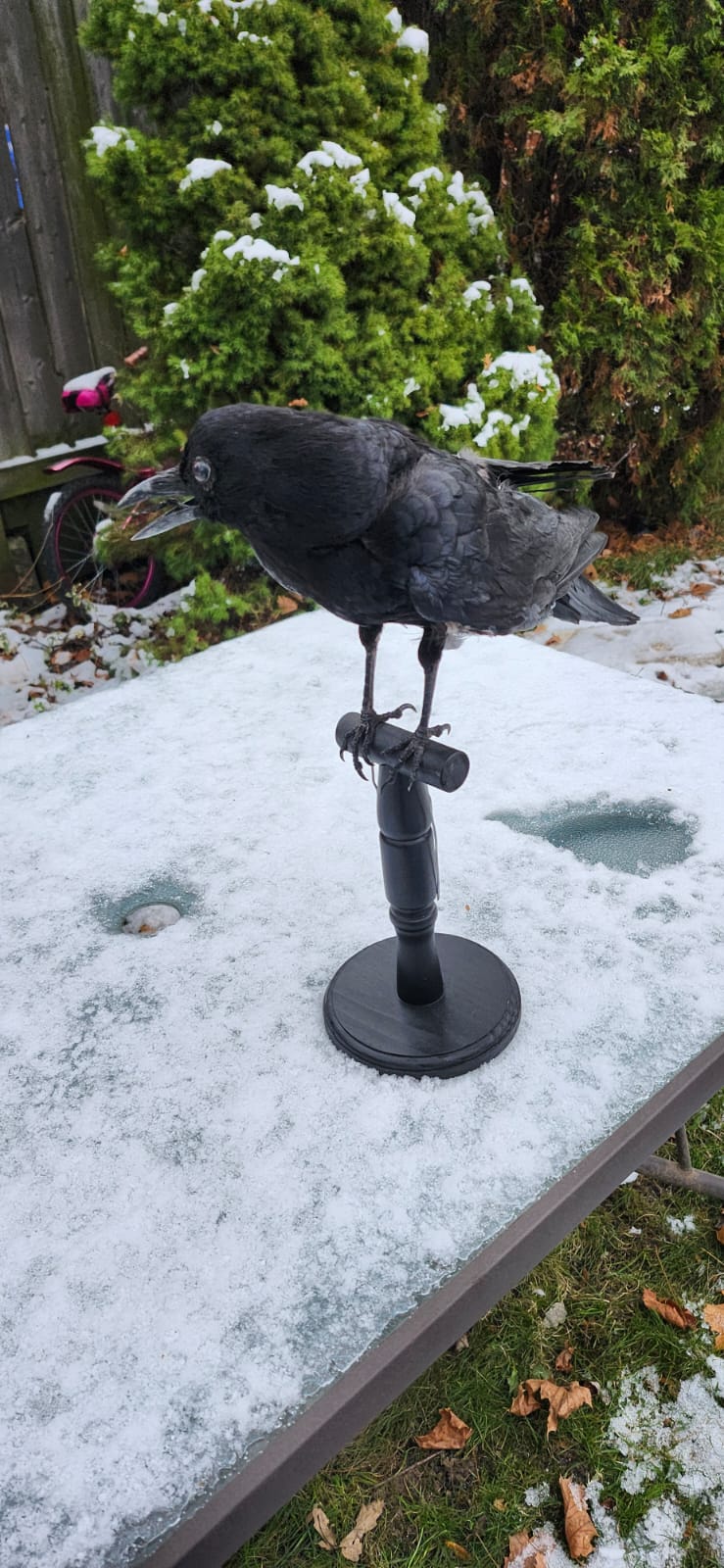 Standing carrion crow taxidermy