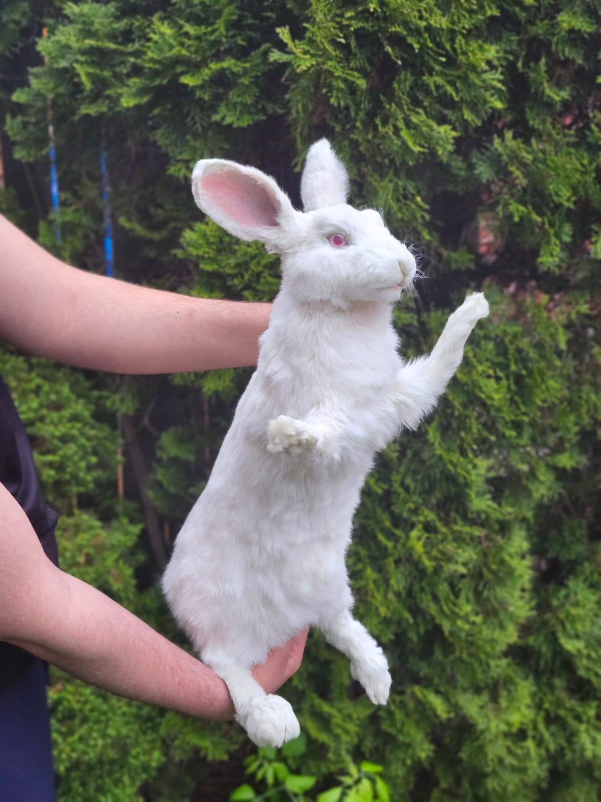 XL soft mount rabbit taxidermy with albino eyes
