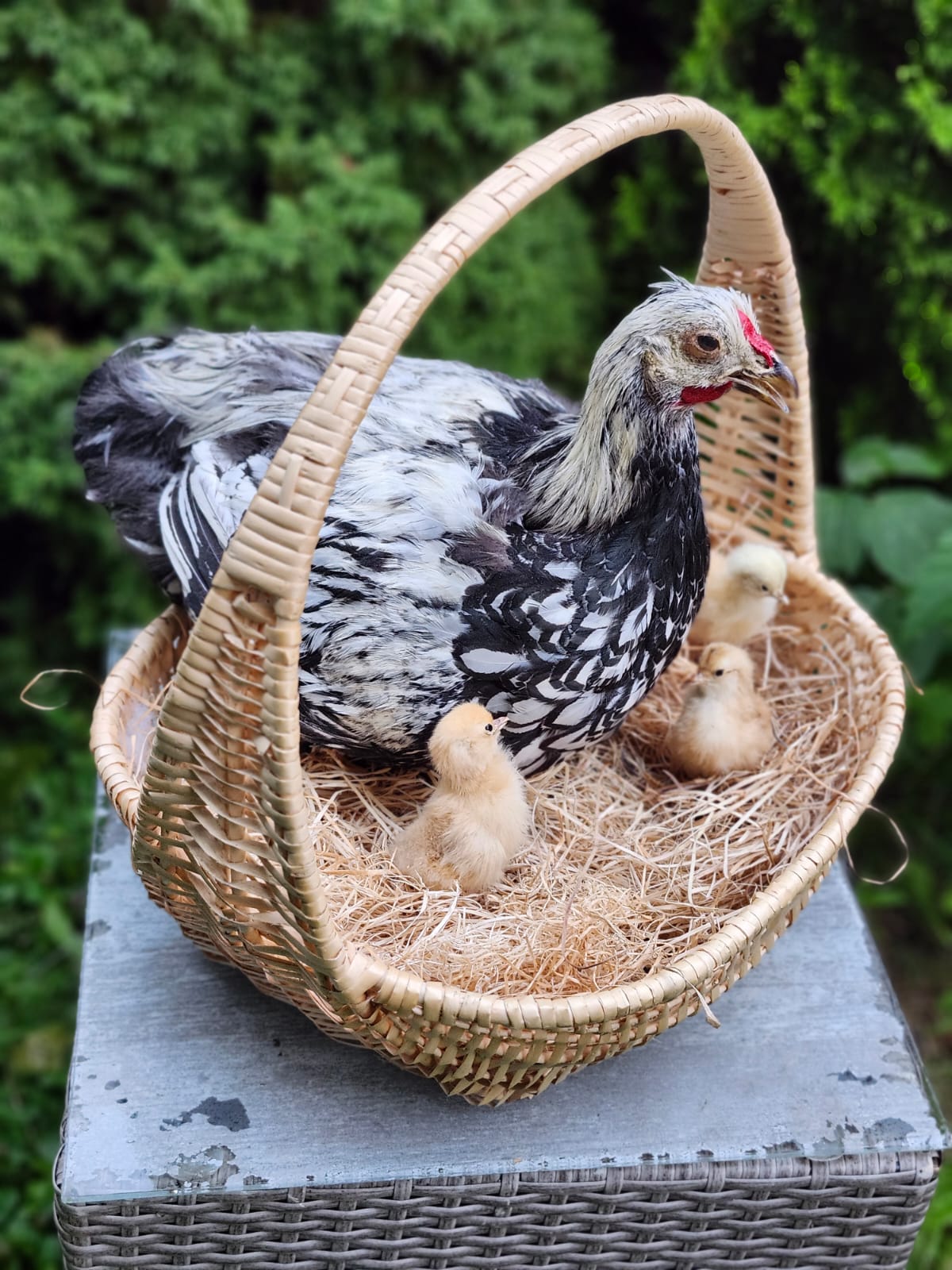 Chicken, rooster, hen taxidermy sitting in a basket with her three chicks