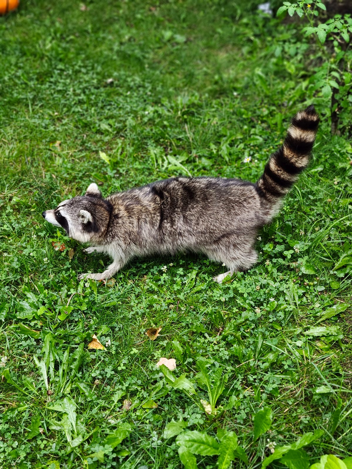 Fully Posable large soft mount raccoon taxidermy
