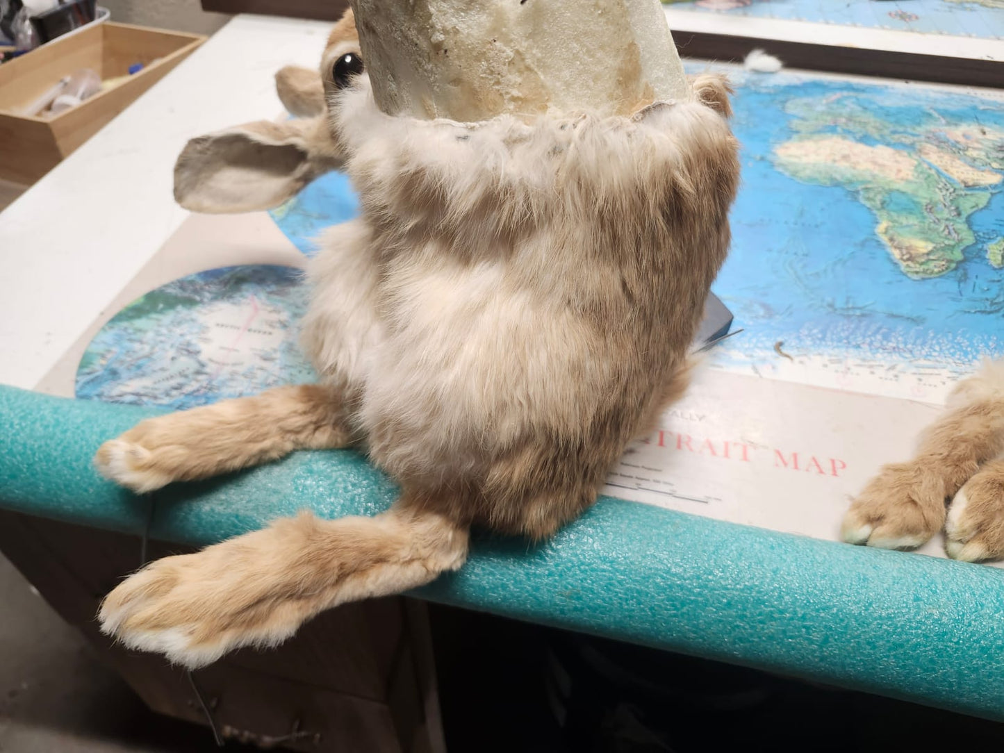Rabbit taxidermy