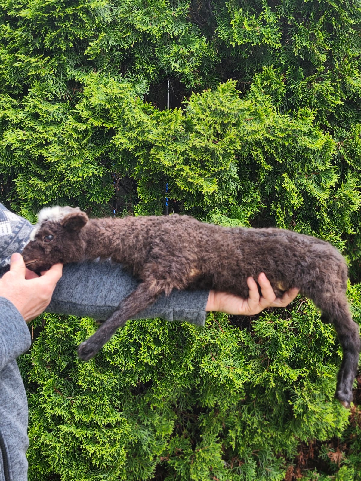 Floppy soft mount baby lamb taxidermy,  goat, sheep