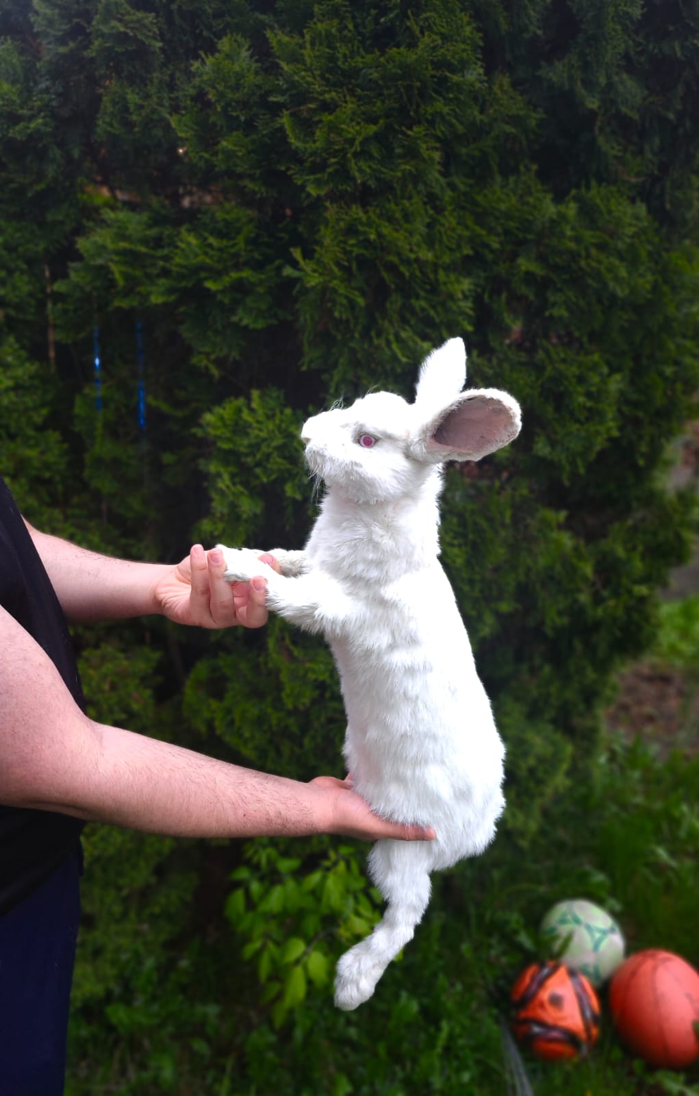 XL soft mount rabbit taxidermy with albino eyes