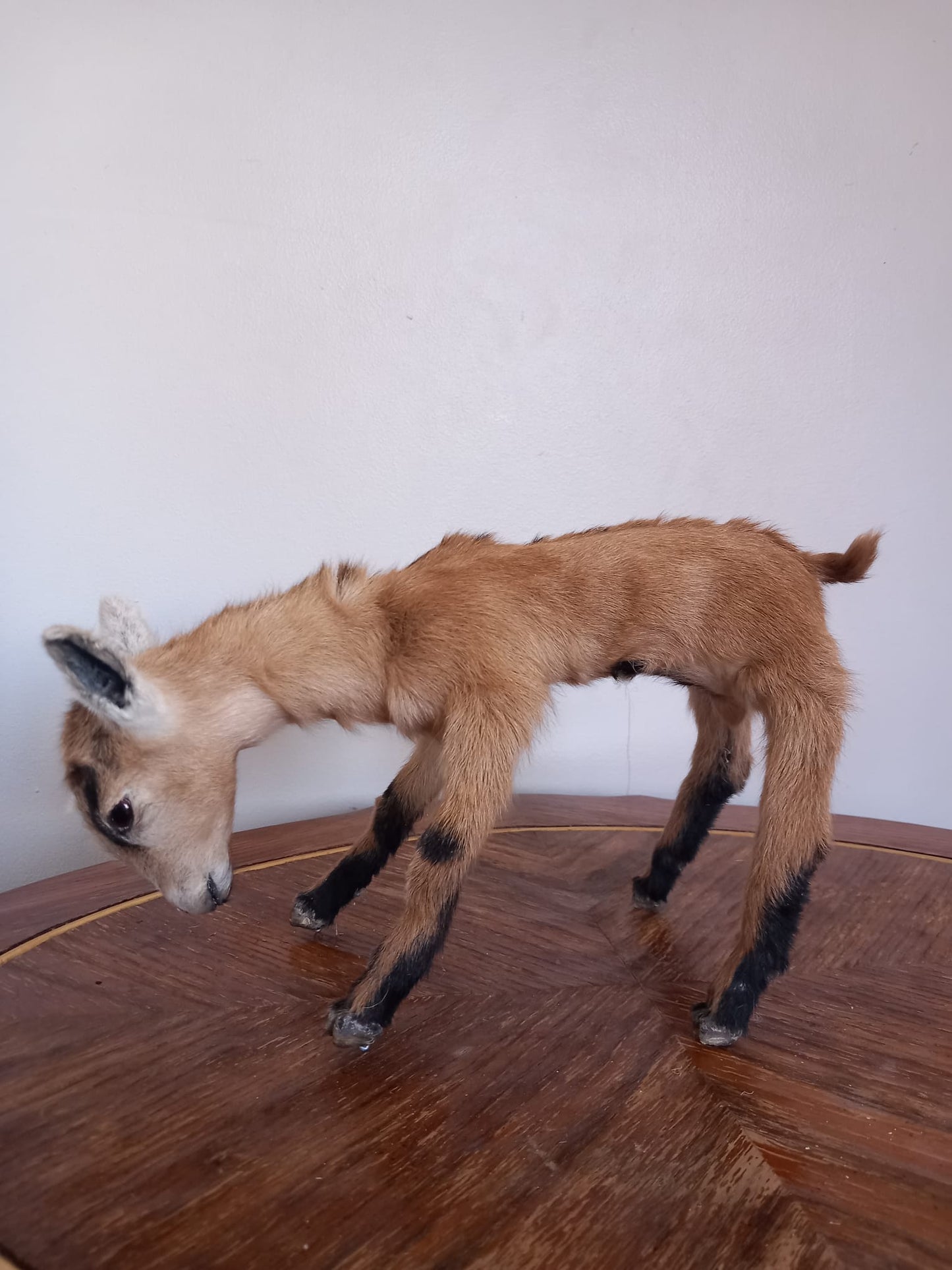 Fully Posable soft mount baby goat taxidermy