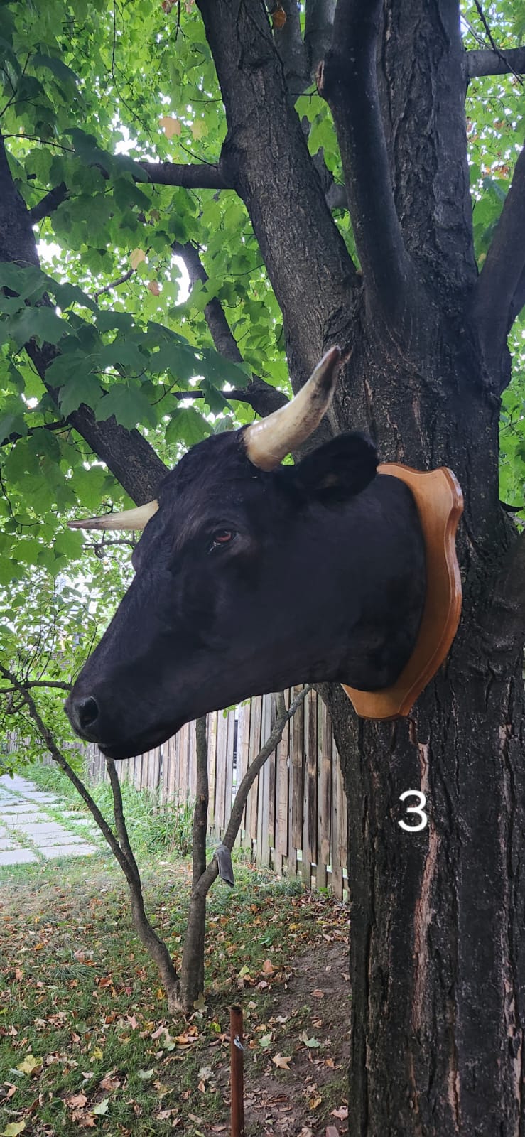 Black wall mount cow taxidermy
