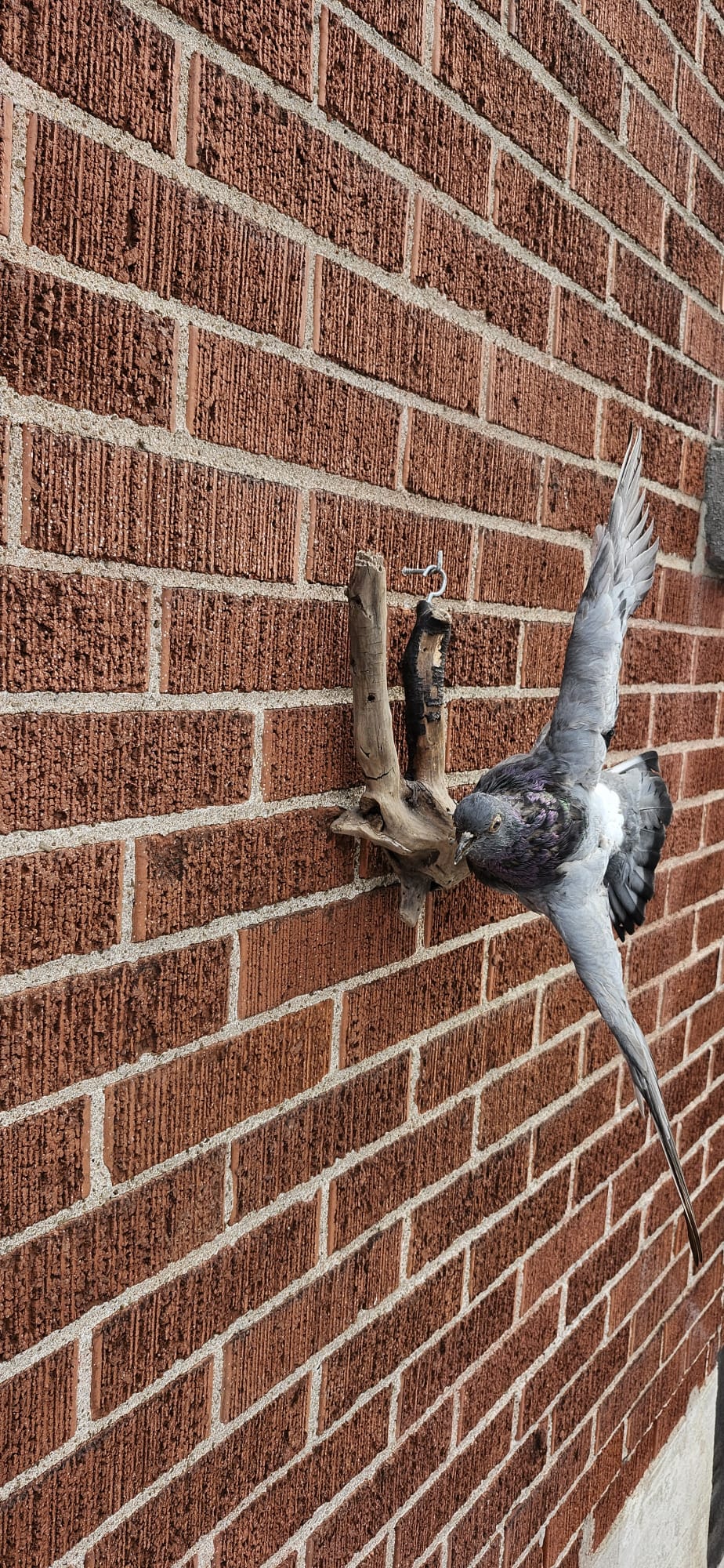 Flying gray pigeon taxidermy