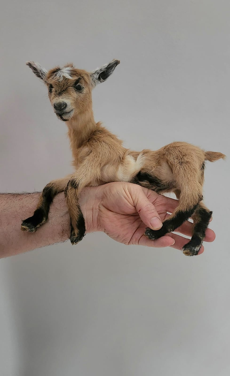 Pose-able soft mount baby goat taxidermy