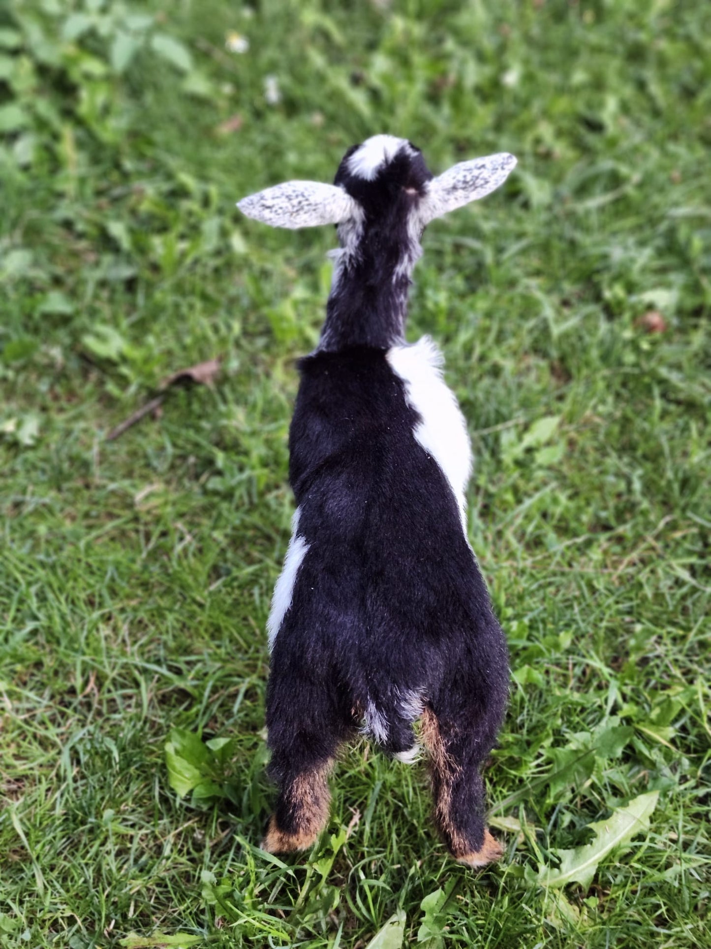 Fully posable soft mount baby goat taxidermy