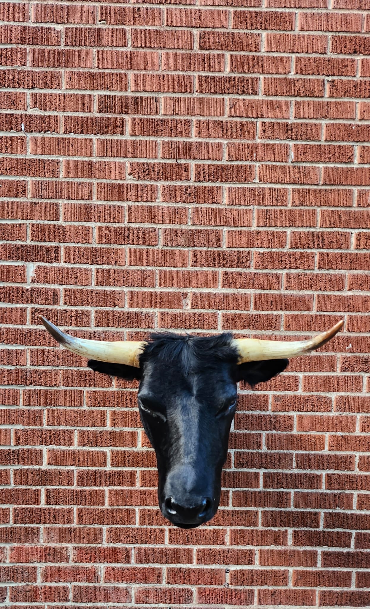 Black shoulder mount cow taxidermy
