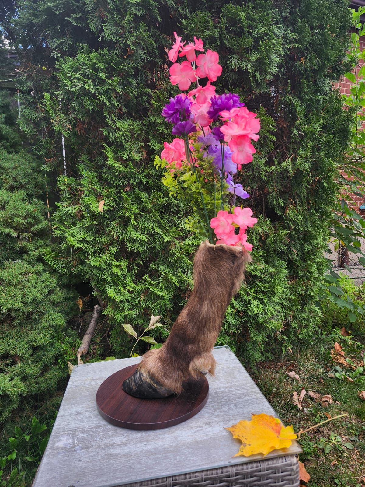 Bison / buffalo hoof taxidermy