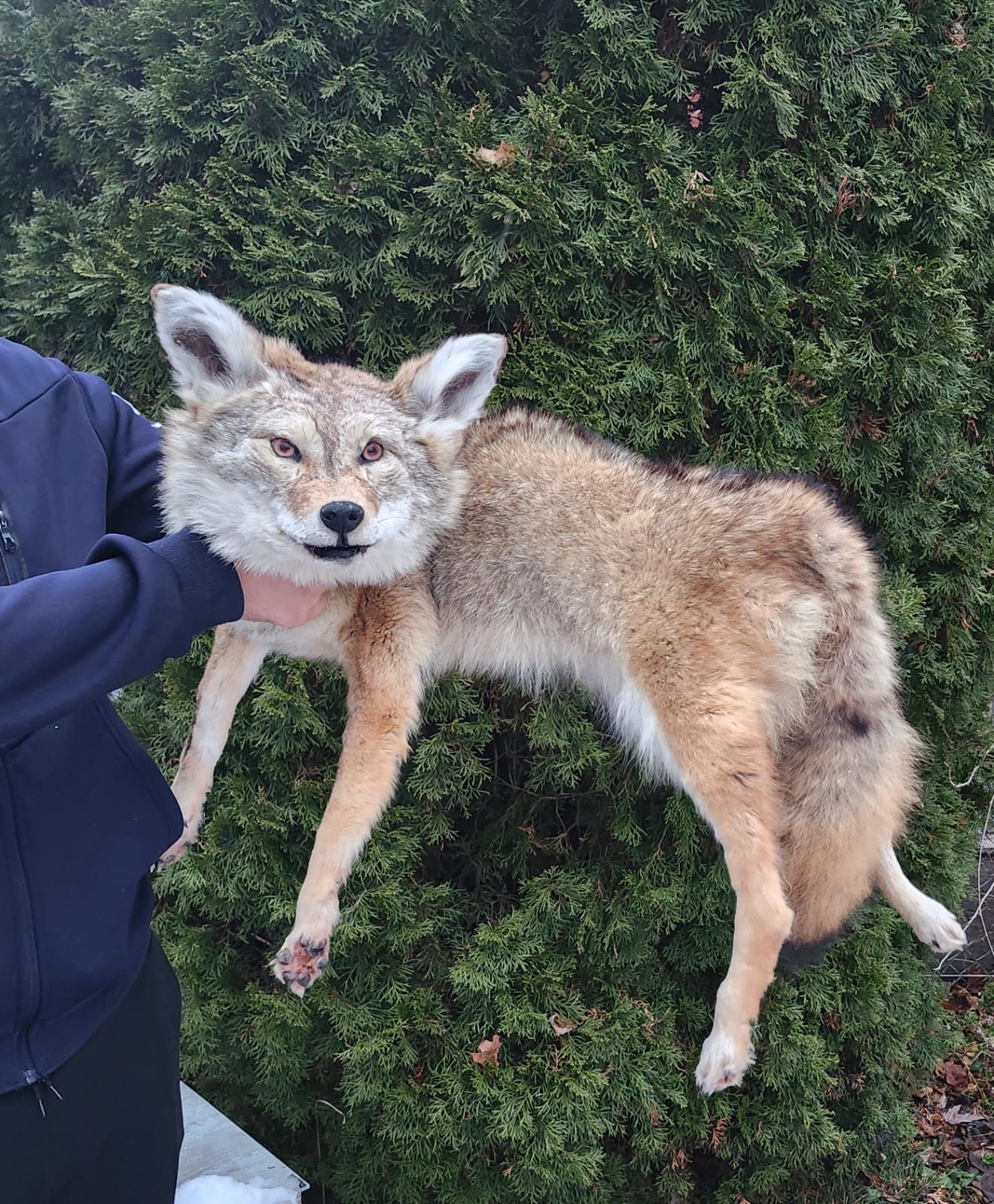 Soft mount coyote taxidermy